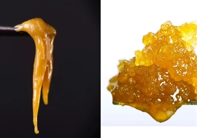 Rosín beo vs Rosin beo: Cad é an difríocht?